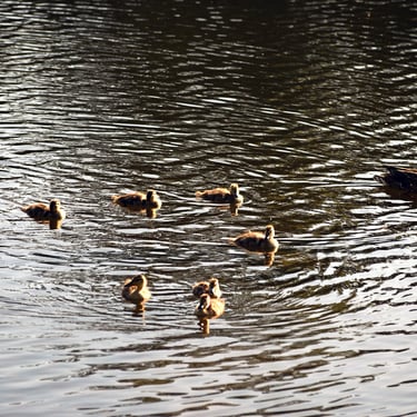 baby ducklings in a pond