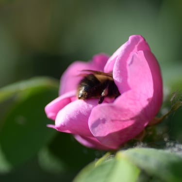 bee in a flower sucking nectar