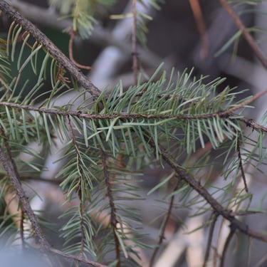 pine twigs