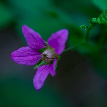 geranium flower