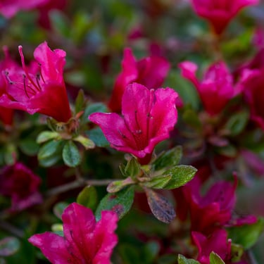Evergreen Azalea -Girard’s Fuchsia