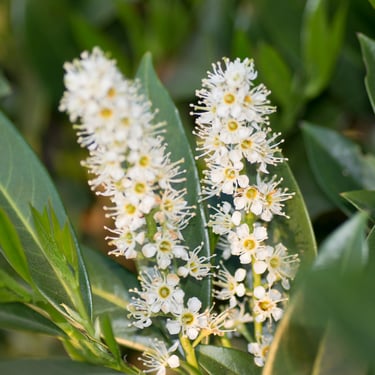 Portuguese Cherry Laurel