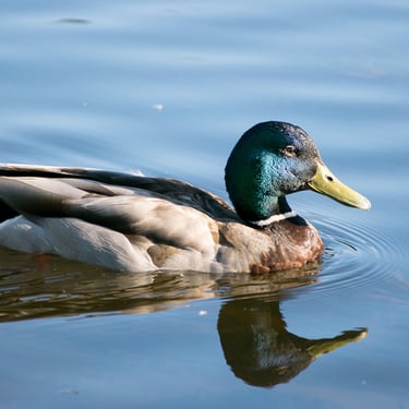 colorful duck in a pond