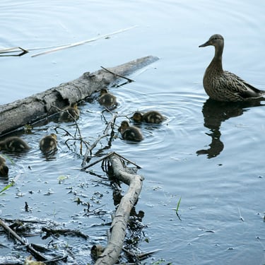 mother duck and baby ducklings