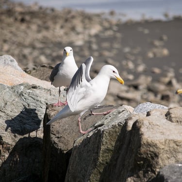 seagull getting ready for a photoshoot