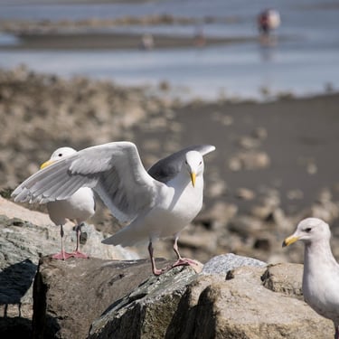 seagull posing for a photoshoot