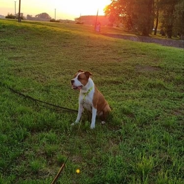 the dog sits on the grass and looks next to the camera