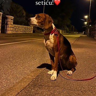 the dog is posing on the sidewalk