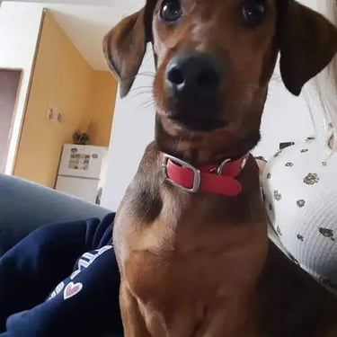 the dog is sitting and looking at the camera