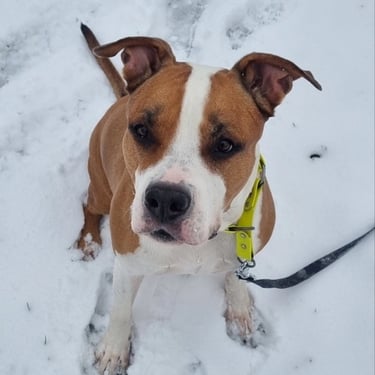 the dog is standing on the snow and looking at the camera