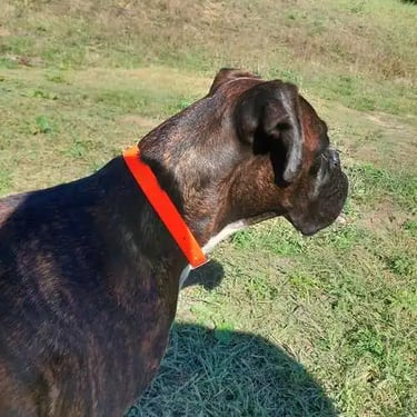 the dog is standing on the grass