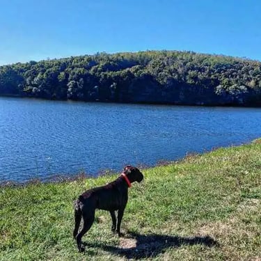 the dog is standing by the lake