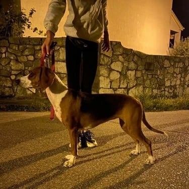the dog is standing in a pose on the pavement