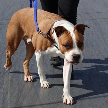 the dog is walking on the sidewalk