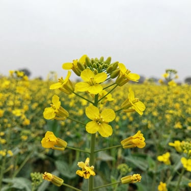 Macro shot of yellow mustard flowers and green seed pods in a Rajasthan agricultural field, overcast daylight