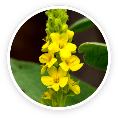 Mullein