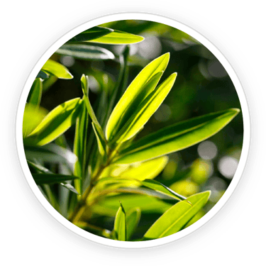 Tea Tree Oil
