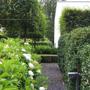 pad met witte hortensia