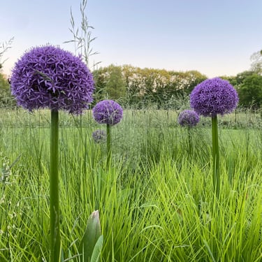 sierui en siergras in de border