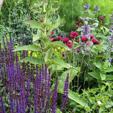 borders en biodiversiteit