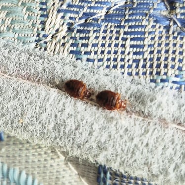 punaises de lit sur matelas