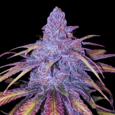 Hindu Kush