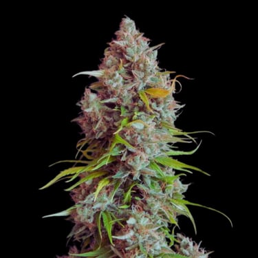 KHALIFA KUSH