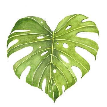 Ilustração botânica de folha de monstera para marcas, espaços e projetos inspirados na natureza