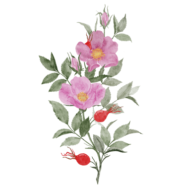 Ilustração botânica de rosa mosqueta criada em aguarela para arte personalizada e decoração.