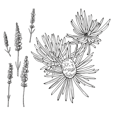 Ilustração botânica de lavanda e cedro-do-atlas para marcas de cosmética natural.