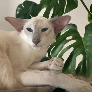 Imperial Gr Ch Metexa Daenerys - Lilac Point Siamese