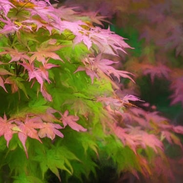 Acer tree leaves, artwork by Philip Preston.