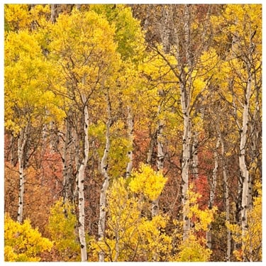 Aspen trees with fall colours, Wyoming, photograph by Philip Preston.