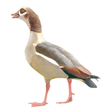 Nijlgans. Copyright Vogelbescherming Nederland/ Elwin van der Kolk