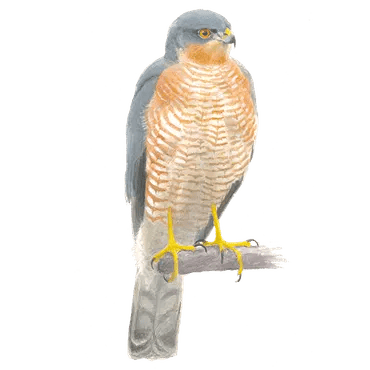 Afbeelding Sperwer. Copyright Vogelbescherming Nederland/ Elwin van der Kolk