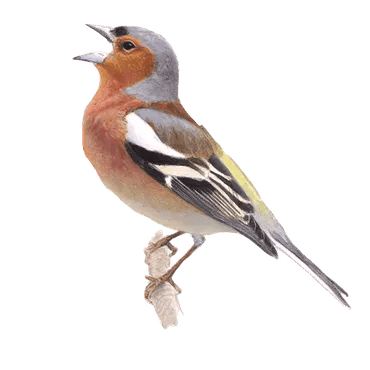 Afbeelding van een vink. Copyright Vogelbescherming Nederland, Elwin van der Kolk