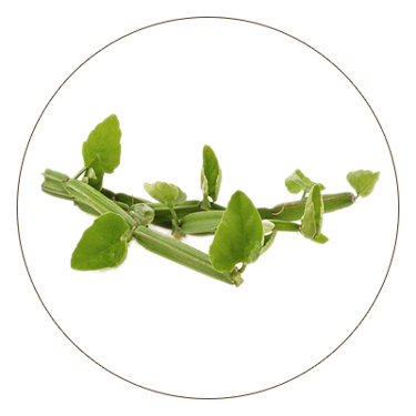 Asthisamhara (Cissus quadrangularis)