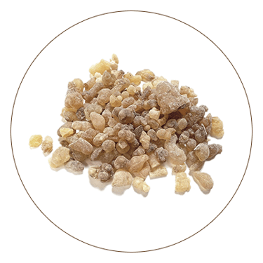 Kunduru (Boswellia Serrata)