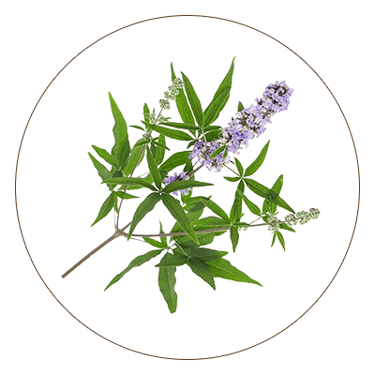 Nirgundi (Vitex Negundo)