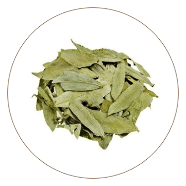 Rasna (Pluchea Lanceolata)