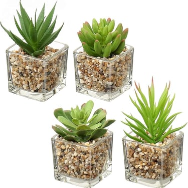 Set of Four Small Green Plants for Industrial Dining Room