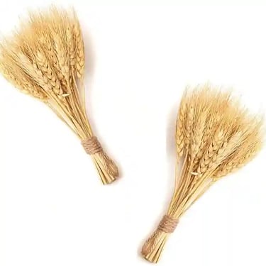 Natural Dried Wheat Bundles – Set of 2 Sheaves for Fall & Thanksgiving Décor, Rustic Autumn Table