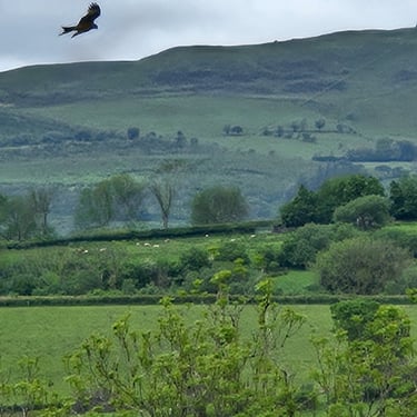 Red kite in Irfon Valley. Quiet cottage.