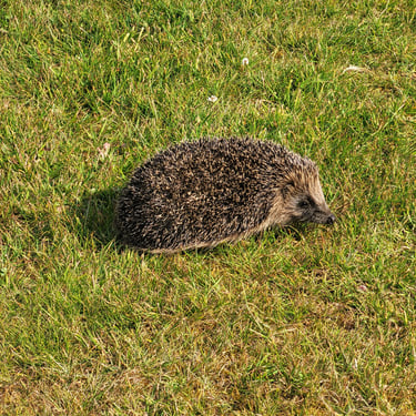 Hedgehog in garden of holiday let. Mid Wales.