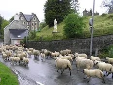 Sheep walking down road in Llangammarch Wells