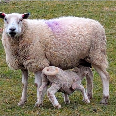 ewe and lamb. Mid Wales. Rural picture.