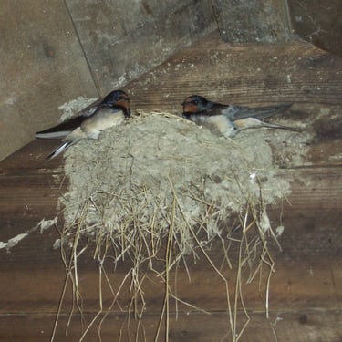 swallows in porch. Llanwrtyd Wells self catering.