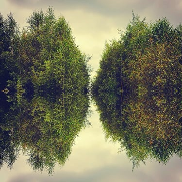 A serene forest with tall trees mirrored in calm water