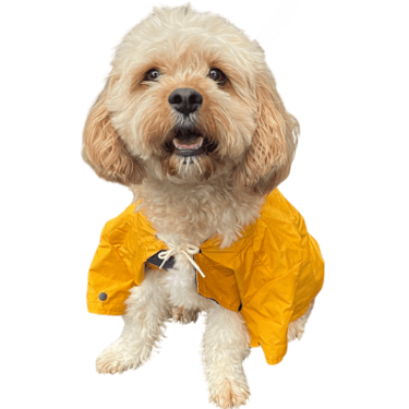 Archie the cavoodle wearing a yellow raincoat