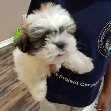 Home raised Shih Tzu puppies